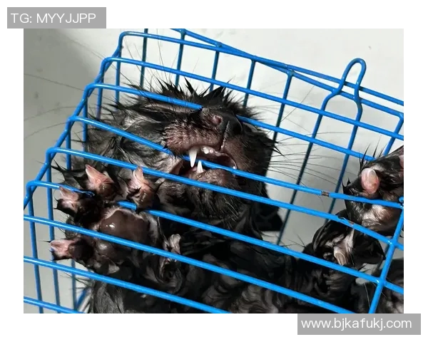 野猫击杀事件引发关注专家解析其对生态平衡的影响与应对措施